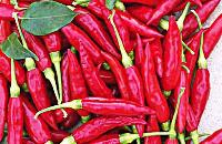 Dried Red Chillies